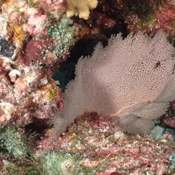 Pacific Sea Fan, photo 6