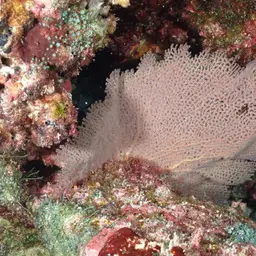 Pacific Sea Fan, photo 7