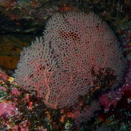 Pacific Sea Fan, photo 8