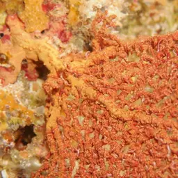 Pacific Sea Fan, photo 9