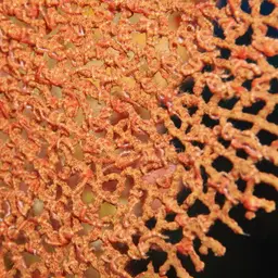 Pacific Sea Fan, photo 10