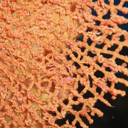 Pacific Sea Fan, photo 11