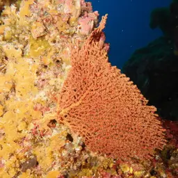 Pacific Sea Fan, photo 12