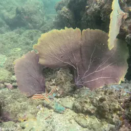 Sea Fan, photo 1