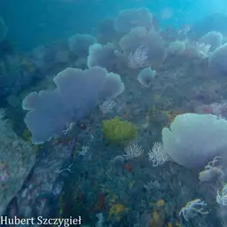 Sea Fan, photo 2