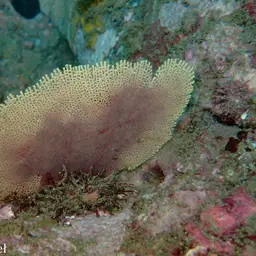 Sea Fan, photo 3