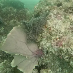 Sea Fan, photo 4