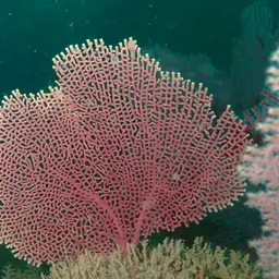 Sea Fan, photo 5