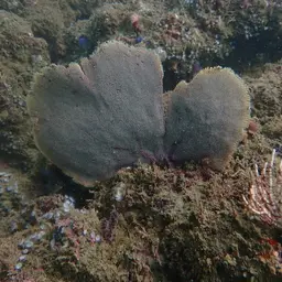 Sea Fan, photo 6