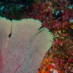 Sea Fan, photo 7