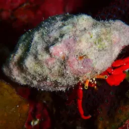Scarlet Reef Hermit Crab, photo 2