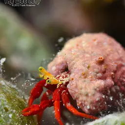 Scarlet Reef Hermit Crab, photo 3