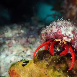 Scarlet Reef Hermit Crab, photo 4