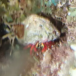 Scarlet Reef Hermit Crab, photo 5