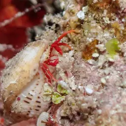 Scarlet Reef Hermit Crab, photo 6