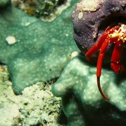 Scarlet Reef Hermit Crab, photo 7