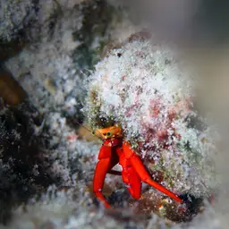 Scarlet Reef Hermit Crab, photo 8