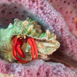Scarlet Reef Hermit Crab