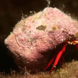 Scarlet Reef Hermit Crab, photo 9