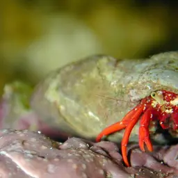 Scarlet Reef Hermit Crab, photo 10