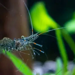 Ghost Shrimp