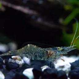 Ghost Shrimp, photo 2