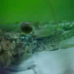 Ghost Shrimp, photo 3