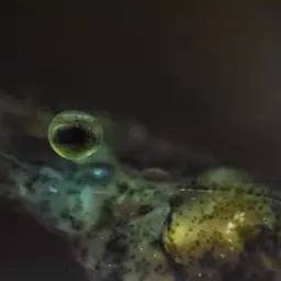 Ghost Shrimp, photo 4