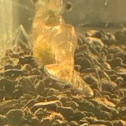 Ghost Shrimp, photo 5
