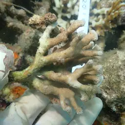Finger Coral, photo 2