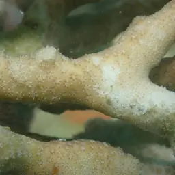 Finger Coral, photo 3