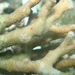 Finger Coral, photo 4