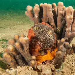 Finger Coral, photo 5