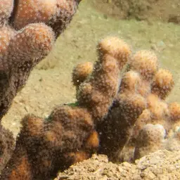 Finger Coral, photo 6
