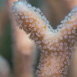 Finger Coral, photo 1