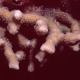 Finger Coral, photo 7
