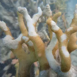 Finger Coral, photo 8