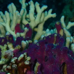 Finger Coral, photo 9