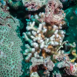Finger Coral, photo 10
