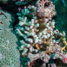 Finger Coral, photo 11
