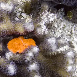 Finger Coral, photo 12