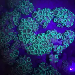 White Encrusting Zoanthid