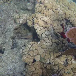 White Encrusting Zoanthid, photo 2