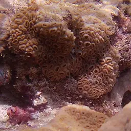 White Encrusting Zoanthid, photo 3