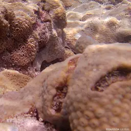 White Encrusting Zoanthid, photo 4