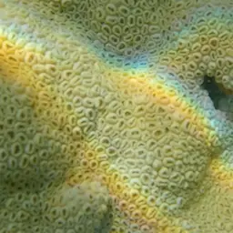 White Encrusting Zoanthid, photo 5