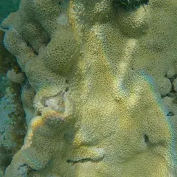 White Encrusting Zoanthid, photo 6