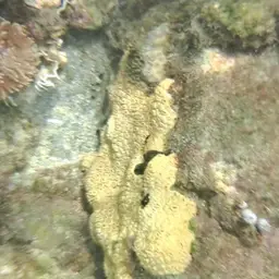 White Encrusting Zoanthid, photo 7