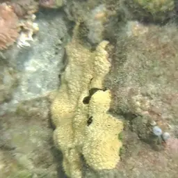 White Encrusting Zoanthid, photo 8