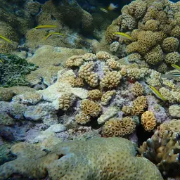 White Encrusting Zoanthid, photo 9